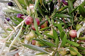 Aceitunas verdiales de Huelva. / Foto: Fuerteblog.com.