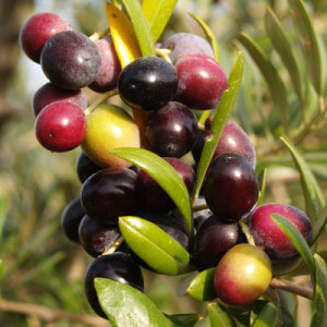 Imagen de aceitunas de la variedad arbequina. 