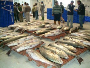 La gestión se realiza de forma conjunta entre la cofradía de pescadores y los armadores de buques de pesca. / Foto: Lonja de Isla Cristina.