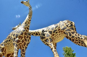 Las dos jirafas instaladas en el municipio palermo. 