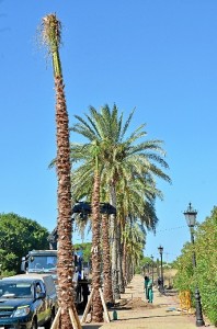 Algunos de los ejemplares plantados en Palos. 