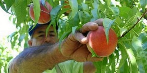 Las exportaciones de fruta fresca fueron las más destacadas.