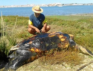 La tortuga se encontró en