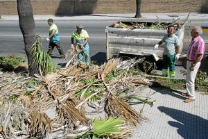 Poda de palmeras ‘washingtonias’ en Cartaya.