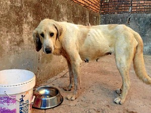 Un agente de la Guardia Civil ha adoptado a la perrita. 