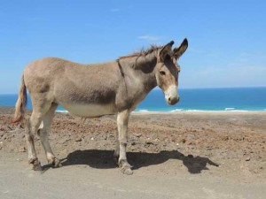 Los burros bomberos es una de las propuestas.