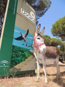 La sede de la entidad está en el entorno de Doñana.