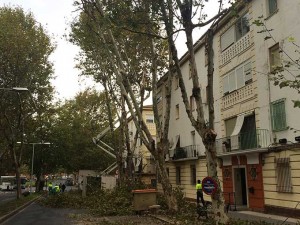 Operarios municipales durante la poda de los árboles de Pío XII.