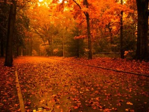 El otoño nos invita a cambiar nuestra casa para hacerla más acogedora.