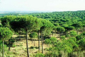 Pinar de Cartaya. 