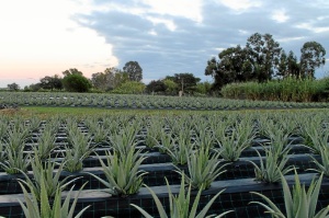 Aloevera