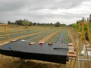 El cultivo de la stevia se plantea como una alternativa a la agricultura tradicional onubense.