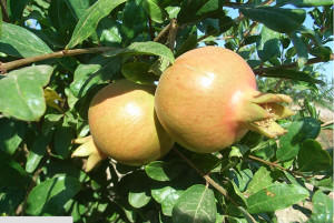 Existen diferentes variedades de fruta, cada una con unas características diferentes.