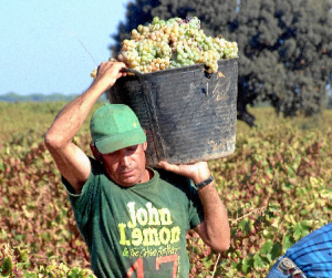 En cuanto a la comercialización, el sector prevé mejorar los resultados de 2014.