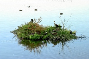 Algunas de las isletas artificiales instaladas en la Laguna de Palos.