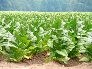 Planta del tabaco. 