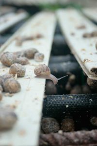 Los caracoles se exportan a restaurantes de la zona del levante.