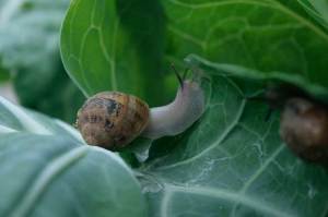 La helicicultura o cría de caracoles para su consumo es una práctica novedosa en la provincia.