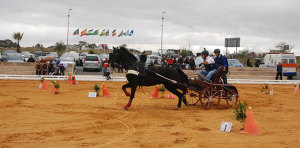 Un momento de la prueba ecuestre en San Bartolomé de la Torre.