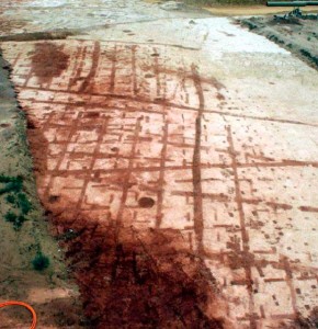 El yacimiento del Seminario aporta las características de la vid protohistórica, unas señales que dieron lugar a varias leyendas urbanas. / Foto: Alexia Echevarría.