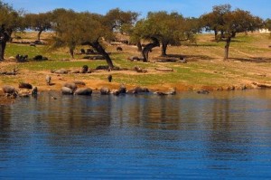 La Sierra de Aracena y Picos de Aroche tiene muchos rincones por descubrir. / Foto: andalucia.org.