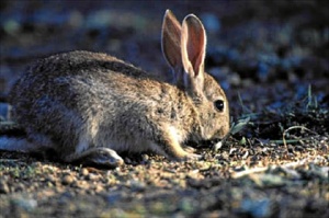 Imagen de un conejo de monte. / Foto: www.agroinformacion.com