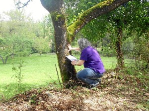 'El bosque de las letras' es otra iniciativa del municipio.