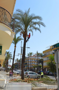 Trabajos de poda en la avenida Andalucía de Punta Umbría.