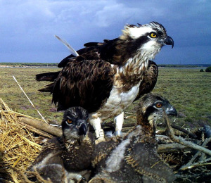 Águila