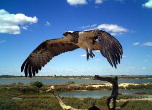 Ejemplar de águila pescadora.