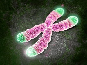 Los telómeros están en los extremos de los cromosomas. 