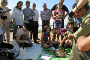 Anillamiento Marismasl del Odiel 030