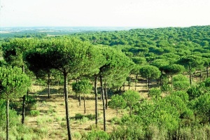 Pinares de Cartaya.