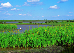 Imagen de Doñana.