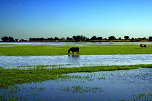 Caballo bebiendo en Doñana.