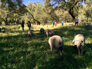 Los empresarios conocieron cómo el proceso de crianza del ibérico.