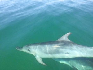 Delfines vistos en Mazagón. / Foto: Protección Civil de Palos.