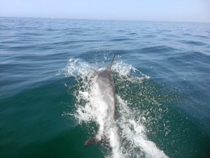 Delfines en la playa de Las Dunas. / Foto: Protección Civil de Palos.