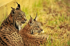 El Centro de El Acebuche trabaja para el programa de conservación Ex-situ del Lince Ibérico. / Foto: cedida por el programa de conservación ex situ del lince ibérico.