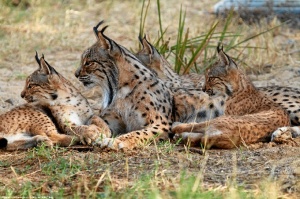 En total, en la temporada de cría 2015 han salido adelante 11 cachorros en el centro de El Acebuche./ Foto: cedida por el programa de conservación ex situ del lince ibérico.