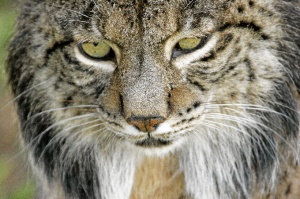 El lince ibérico está catalogado actualmente como especie 'en peligro' de extinción. / Foto: cedida por el  programa de conservación ex situ del lince ibérico.