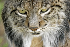 El lince ibérico está catalogado actualmente como especie 'en peligro' de extinción. / Foto cedida por el programa de conservación ex situ del lince ibérico.