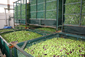 La mayor parte de la producción se destina a aceituna de mesa.