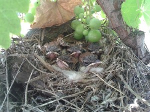 Nido de alzacola en un viñedo del entorno de Doñana. / Foto: SEO/BirdLife