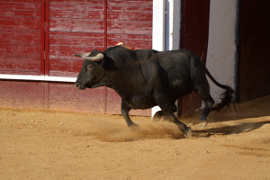 Toros de Prieto de la Cal. / Foto: Sergio Borrero.