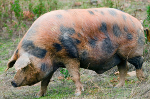 Un ejemplar de cerdo Manchado de Jabugo.