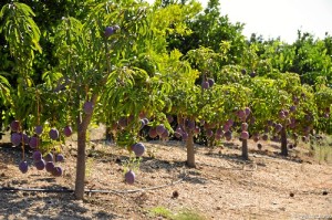 La luz natural de Huelva es uno de los principales ingredientes para esta producción.