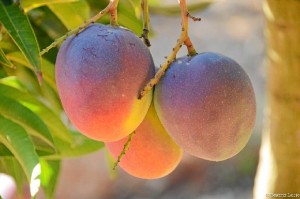 El mango Beatriz sigue siendo su producto estrella.