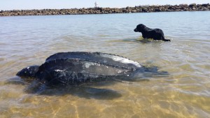 El isleño Kiko Hurtado nos cuenta cómo actuó esta tortuga. / Foto: Keko Hurtado.