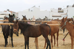 Ejemplares equinos en la Feria.